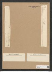Diatomeae indet. Zeichnungen Sammlung Grunow Nr. 6079 (NHMW-BOT-W0374598)